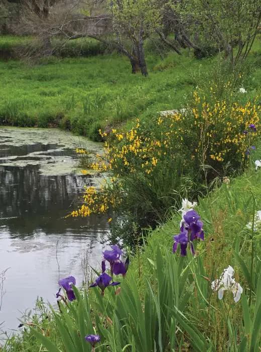 Purple irises and yellow broom along the edge of one of the lakes