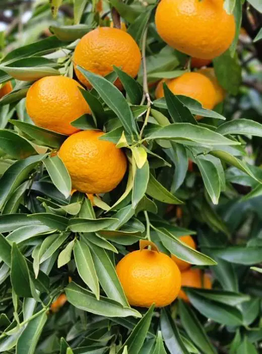 Ripe oranges on the branch in the orchard