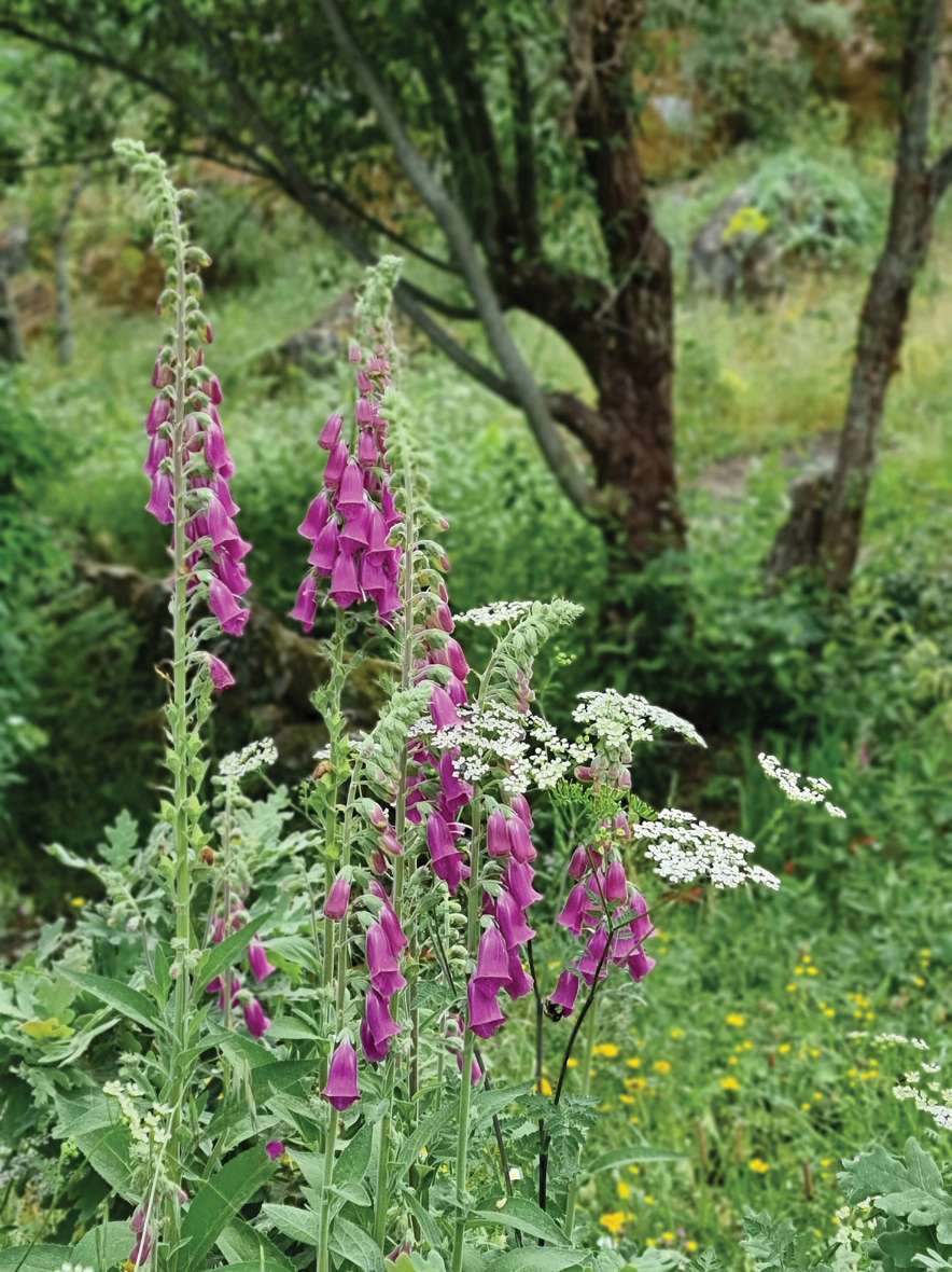 Purple foxgloves and white cow parsley growing wild at the edge of the wood