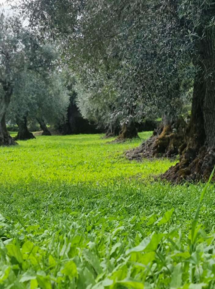 Ancient olive trees standing in deep green spring grass