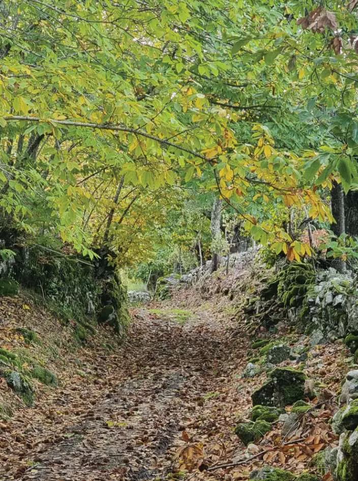 A leaf-strewn path running into the wood between mossy stone walls