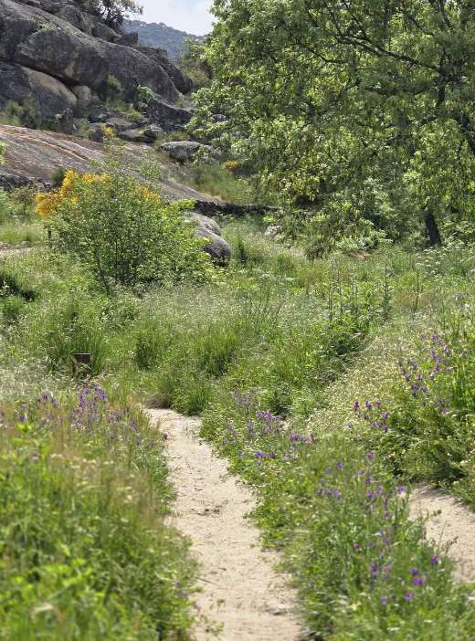 A footpath through scrub and purple wildflowers below granite outcrops