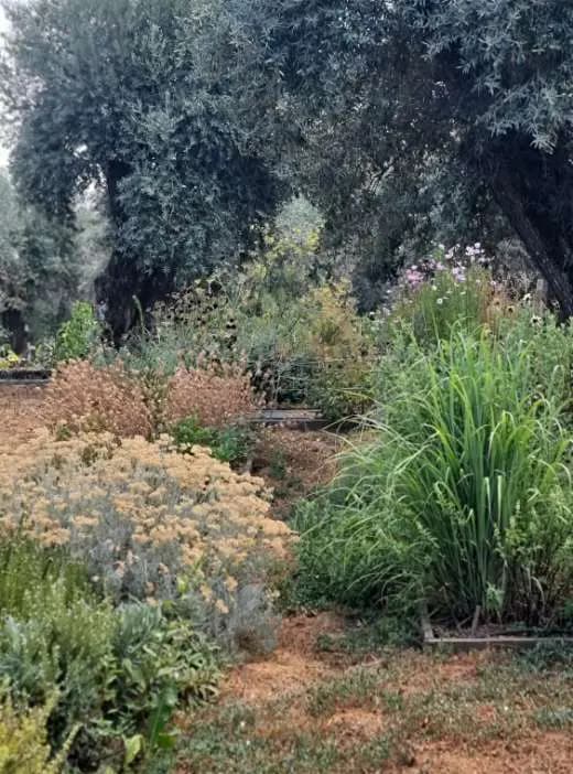 The aromatic garden: lavender, santolina and grasses beneath old olive trees