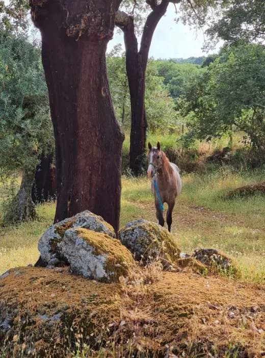 A horse walking between cork oaks and lichen-covered granite boulders