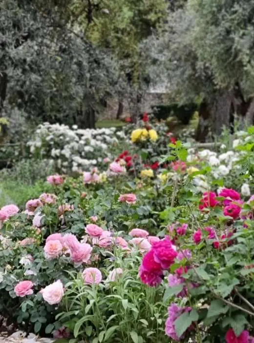 The cutting garden in flower, roses in pink and crimson beneath the olive trees