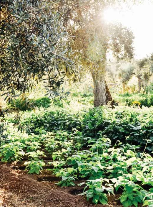 Rows of vegetables growing under olive trees in the organic kitchen garden