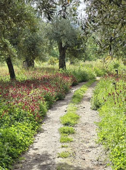 A track running between olive trees, crimson wildflowers along the verge