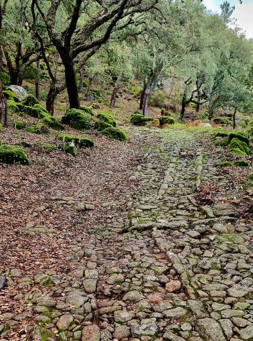A stony path climbing through an olive grove past moss-covered rocks