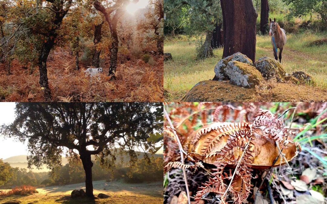 The Forgotten Art of Forest Bathing